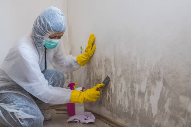 Best Mold Odor Removal Services  in Albion, NE