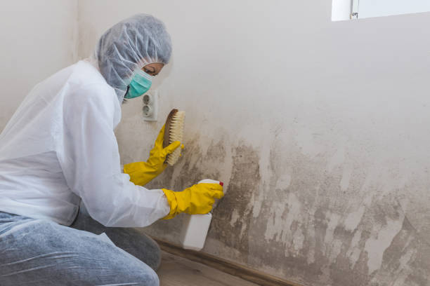 Best Post-Remediation Verification Testing  in Albion, NE
