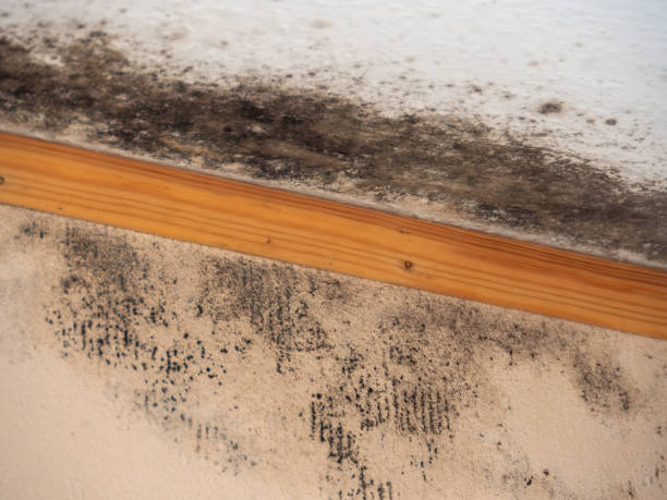 Best Air Quality Testing for Mold Spores  in Albion, NE