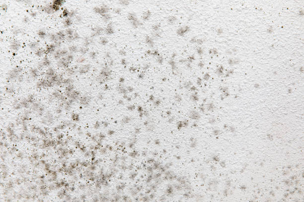 Best Asbestos and Lead Testing During Mold Inspection  in Albion, NE