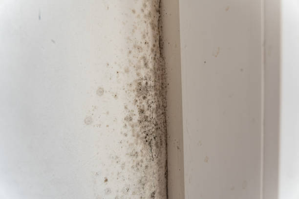 Best Industrial Mold Remediation  in Albion, NE