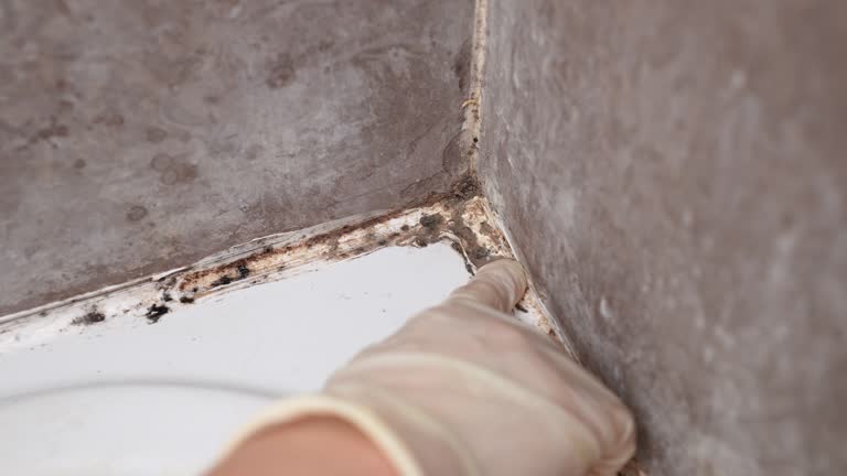 Best Black Mold Removal  in Albion, NE