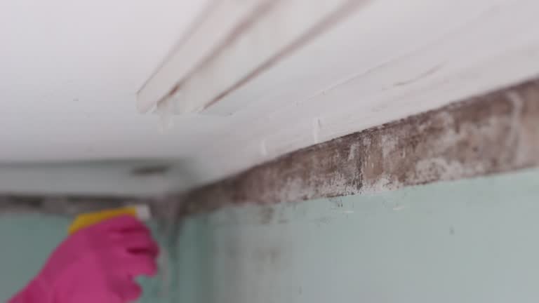 Best HVAC Mold Inspection and Cleaning  in Albion, NE